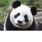 The Team Panda Nation