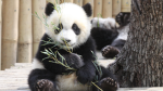 Panda's community hangout space