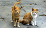 That Kitty Cat!