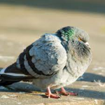PigeonRule