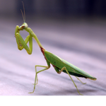 super mantis official fan club
