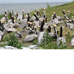 Bird Army