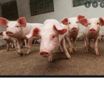 #PigLivesMatter#