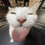 il team gatto