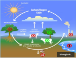 Water cycle
