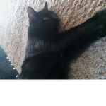 I like cats tell me if you do