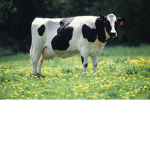 Moo's cow service