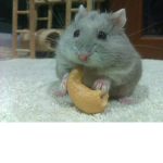 skittles is a hamster
