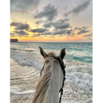*La vie des chevaux*