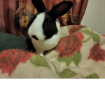 I love bunny’s cute