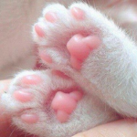 >.< KittyPaws >.<