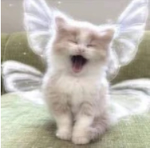 子猫（こねこ