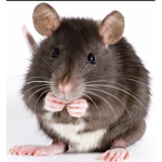 ! RAT CULT !