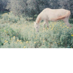 ~Sage's Horse Valley Club~