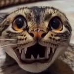 Cutest Emotes Group Thumbnail