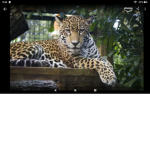 Snake Jaguar