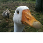 ENTE2517