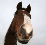 West Winds Equine Center