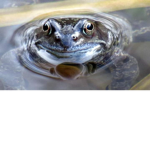 Frog Military United