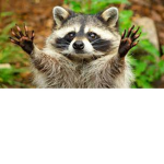 Raccoon Studioz