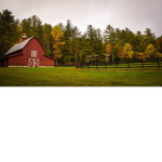 THE BARN ANIMALS