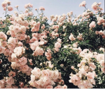 Nike’s flowers!