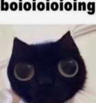 catsss :3
