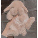 Cute Beautiful Bunnies!