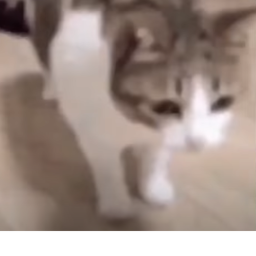 Vibe's kitty! <3 / beta /