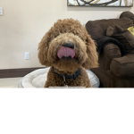 Maxadoodle