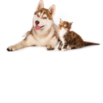 The Cats And Dogs Camp
