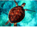 The turtles are beast