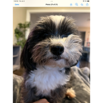 Join if you like dog