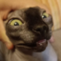 Catto box