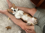 CORGI FANS!!!
