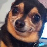 Brownie the dog