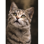 Cat attacked