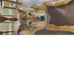 Lets Talk About Dogs!