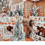 Crispy..Christmas