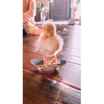 Hxney_Duck's