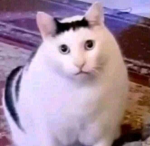 Chonky Catto