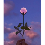 Flowers_sqaud
