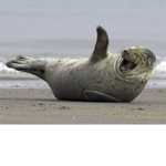 Seal Developer Group