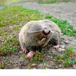 the soviet rat nation!