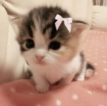 $ moki