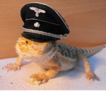 The Blue Bearded Dragons