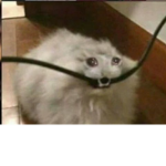 Cat eat wire