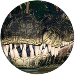 APEX Deinosuchus Unlocked!
 Roblox badge thumbnail