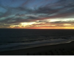 Palms life