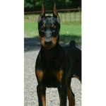 HOLD MY DOG